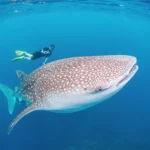 Discover the Wonders of Whale Shark Tourism in Sumbawa