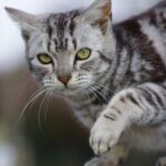 Mengapa Kucing Dapat Berjalan Tanpa Mengeluarkan Suara?