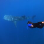 Discovering the Majestic Whale Sharks of Saleh Bay: A Marine Wonderland