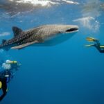 Whale Sharks in Sumbawa: A Hidden Gem for Marine Enthusiasts